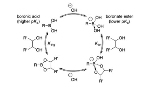 boronic|The mechanisms of boronate ester formation and fluorescent